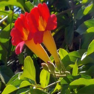 TRUMP FLOWERS ~ 8" X 10" photo